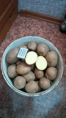 Картофель Алуэт (Alouette) | Сорта картофеля