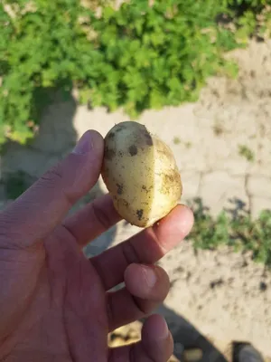 Нематодоустойчивые сорта картофеля