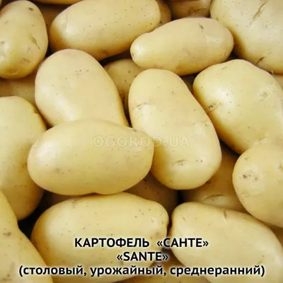 Картофель сорта Санте, характеристика