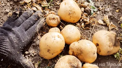 Эксперты назвали самые вкусные сорта картофеля - Новини АПК | Головні  фермерські новини України