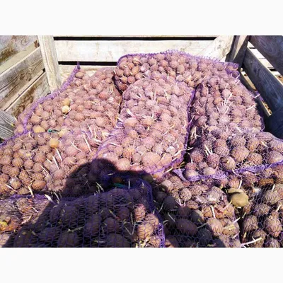 Картофель, среднеранние сорта — 70—75 дней Легионер, в сетке 3 кг