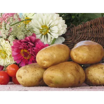 Клубни картофеля «Санте», ТМ «ЧерниговЭлитКартофель» - 17 кг (мешок/сетка)  купить недорого в интернет-магазине семян OGOROD.ua