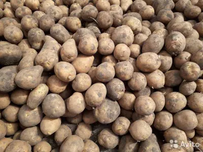 Купить Семенной картофель сорт Латона в Кисловодске с доставкой по РФ