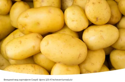 Сорт картофеля Скарб - вкусный, урожайный | Антонов сад - дача и огород |  Дзен