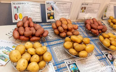 Сорт картофеля Скарб - вкусный, урожайный | Антонов сад - дача и огород |  Дзен