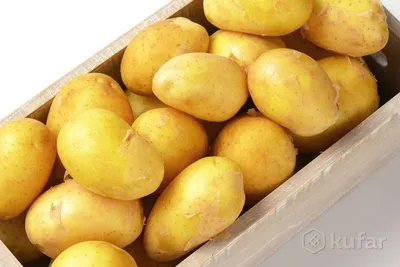 Сорт картофеля Скарб, описание, характеристика и отзывы, а также  особенности выращивания