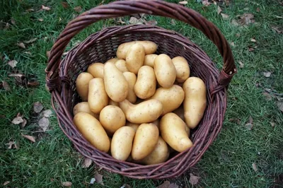 Семенной картофель Скарб, 1 кг (ID#1357866487), цена: 35 ₴, купить на  Prom.ua