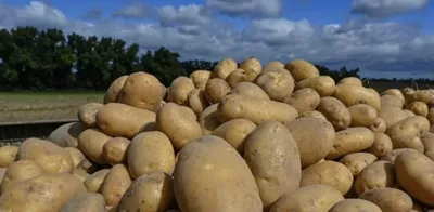 Три самых урожайных и вкусных сорта картофеля, которые ничем не болеют |  🌷Ваш Цветок | Дзен