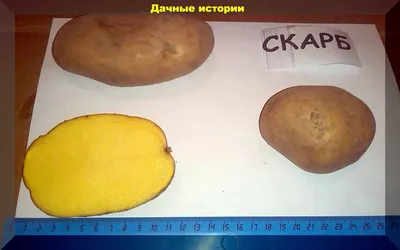 Восемь самых лучших сортов картофеля - 03.05.2022, Sputnik Беларусь