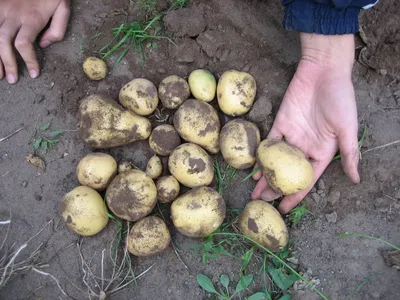 Клубни картофеля «Скарб», ТМ «ЧерниговЭлитКартофель» - 15 кг (мешок/сетка)  купить недорого в интернет-магазине семян OGOROD.ua