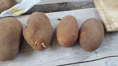 Продам товарний картофель скарб — Agro-Ukraine