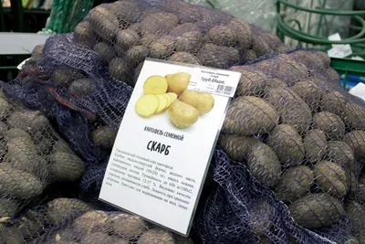 Семена Картофель Пароли за 1кг купить в Могилеве