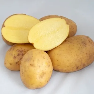 Картофель сорт \"Скарб\". - YouTube