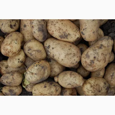 Подборка самых популярных сортов картофеля сезона 2021–2022