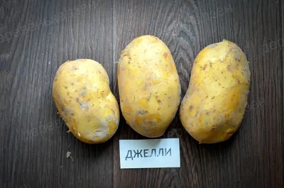 Фото к объявлению: продам крупный картофель сорта Скарб — Agro-Ukraine