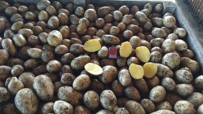 Продам картофель сорта Скарб оптом, купить картофель сорта Скарб оптом,  Нижегородская обл — Agro-Russia