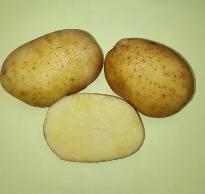 Какой сорт картофеля самый вкусный? Читайте как прошла дегустация в Тулово