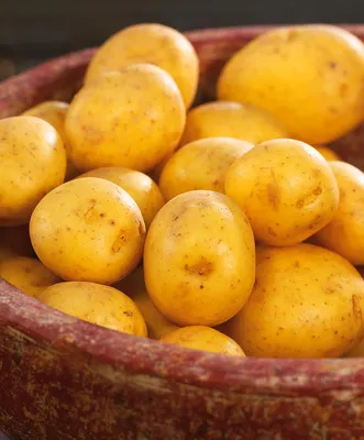 Картофель Семенной Скарб – купить корни, клубни, луковицы на OZON по  выгодным ценам