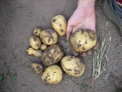 Белорусские эксперты назвали самые вкусные сорта картофеля - KP.RU