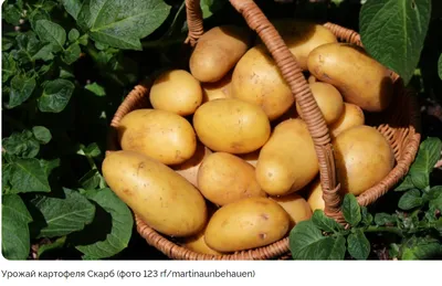 Семенной картофель Скарб, 1 кг✔️ купить в Украине по цене производителя