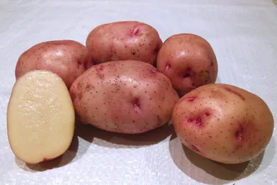 Картофель сорокодневка фото фото