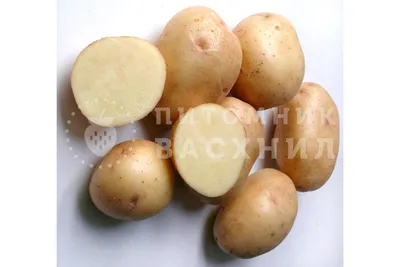 Лучшие ранние сорта картофеля | Садовод.инфо | Дзен