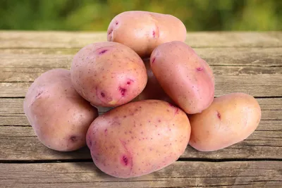 Более 10 сортов семенного картофеля – в продаже на Полевой станции  университета | Новости РГАУ-МСХА