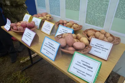 Отзывы о сортах картофеля: самые урожайные сорта