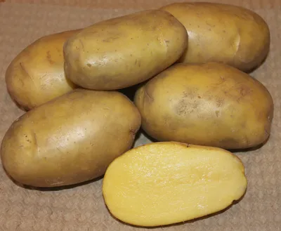 Картофель Семенной Снегирь Суперэлита – купить в интернет-магазине OZON по  низкой цене