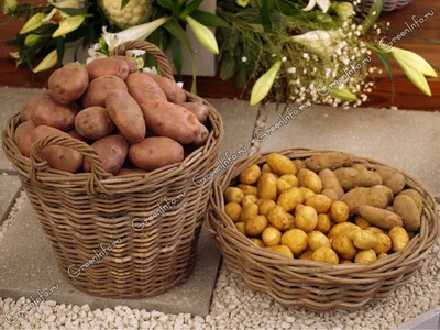 Сорта картофеля на ВЕСНУ 2015 г.