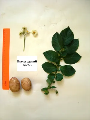 Секреты выращивания вкусного картофеля | НДН.Инфо