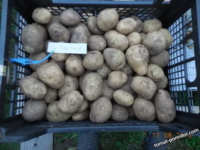 Секреты выращивания картофеля: выбор сорта, календарь посадки 2018, видео |  Компания «Большая земля»