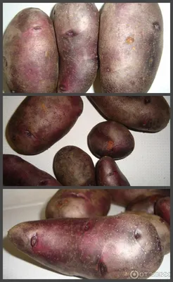 Продам картошка, сорта Цыганка - купить картошка, сорта Цыганка -  Полтавская обл — Agro-Ukraine