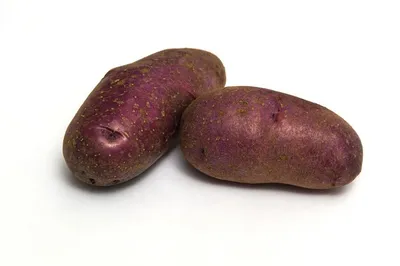 Как и когда высаживать фиолетовый картофель в почву – особенности  выращивания фиолетового картофеля Цыганки