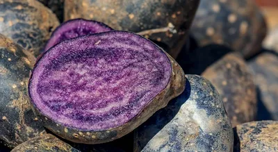 Картофель Салблю (Solanum tuberosum Salblue) - «Паслён туберозный  соломенно-голубой, а по нашему просто фиолетовая картошка 😁 Цвет  бомбический, но на вкус обычная картоха! » | отзывы