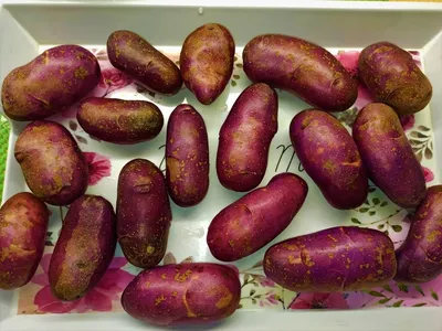 Цены падают: В Ростовской области сильно подешевеет картофель