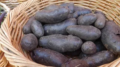 Картофель и овощи купить в Минске, продажа элитного сортового семенного  картофеля и овощей в Беларуси
