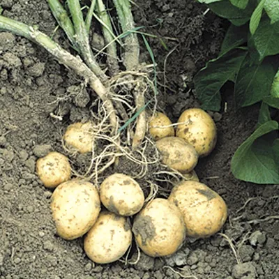 Картофель Уладар: описание сорта | Азбука огородника | Дзен