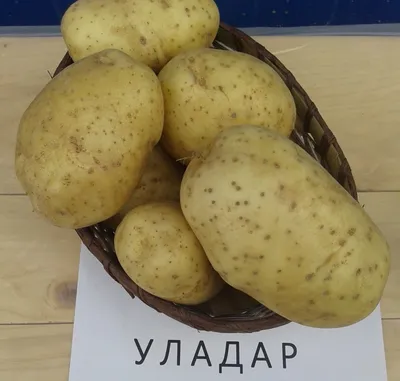 Купить семенной картофель Уладар сорт Элита оптом