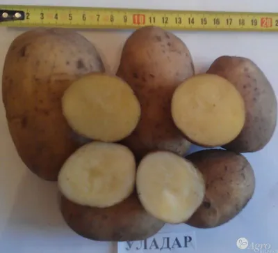 fruitberryshop - Картофель сорт Уладар! Весьма удалась картошечка у нас в  этом году🥔🥔🥔 Цена 1,5 руб/кг Мытый по 2 руб/кг Оптом (сетка около 30 кг)  по 1,2 руб/кг 🌿🌿🌿🌿🌿🌿🌿🌿🌿🌿🌿🌿🌿🌿 Минимальная сумма заказа