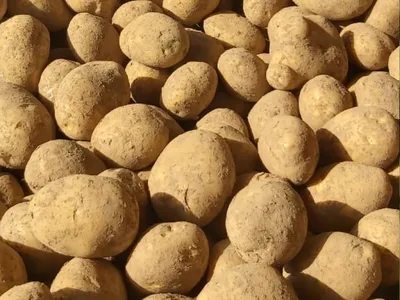 Семенной картофель из Беларуси. Картофель Уладар - купить по России -  АгроБаза