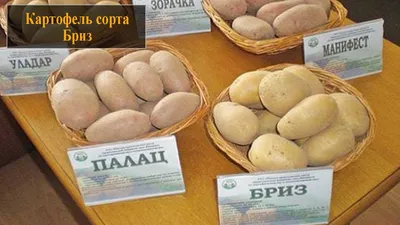 Картофель Уладар — купить в интернет-магазине OZON по выгодной цене