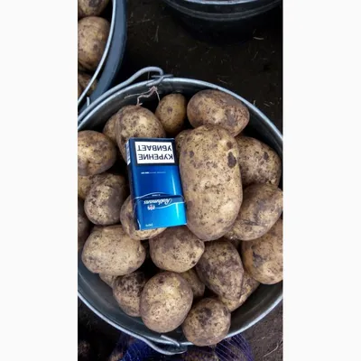 В Астраханской области начались испытания белорусских сортов картофеля -  Российская газета