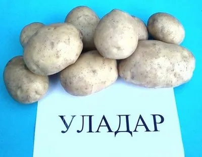 Мой способ посадки раннего картофеля (сорт Уладар). Часть 2 - YouTube