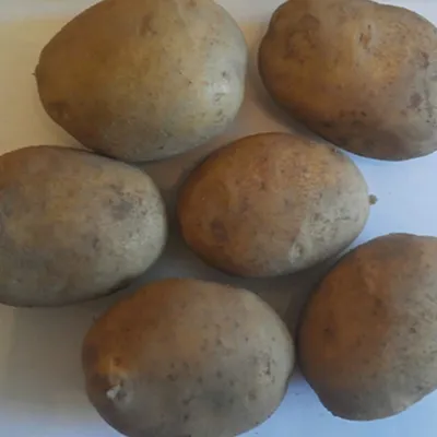 Картофель Уладар Сетка 2,5 кг - иван-и-марья -