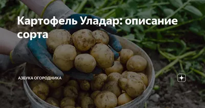 Более 2000 тонн картофеля собрало госпредприятие «Бородичи» — ПРАЦА