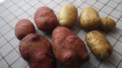 Семена Картофеля Уладар – купить в интернет-магазине OZON по низкой цене