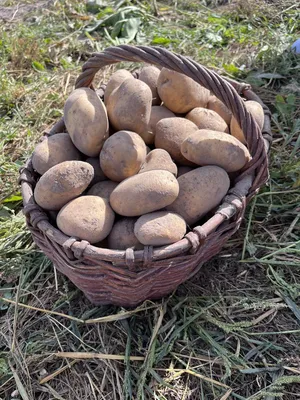 13 сортов картофеля культивирует на 5,5 сотках жительница Лепельского  района Елена Рябцева