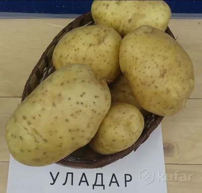Картофель Уладар, семенной (ID#170832700), цена: 3.20 руб., купить на  Deal.by