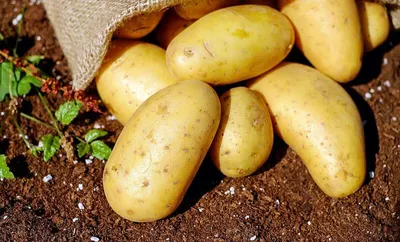 Семенной картофель из Беларуси используют для посадки фермеры Пенджикента  (Таджикстан) • EastFruit